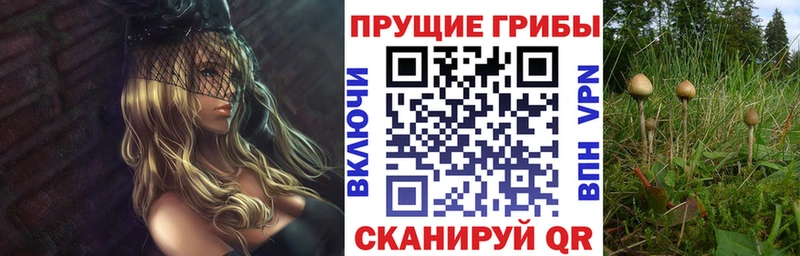 как найти   Удачный  Псилоцибиновые грибы GOLDEN TEACHER 